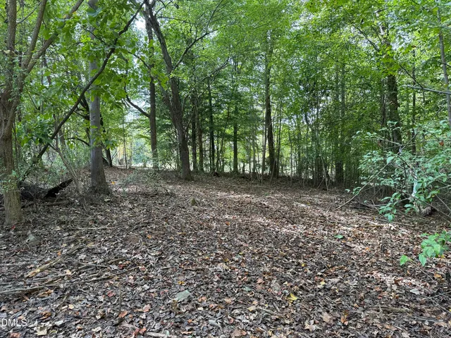 a view of a yard with plants and large trees