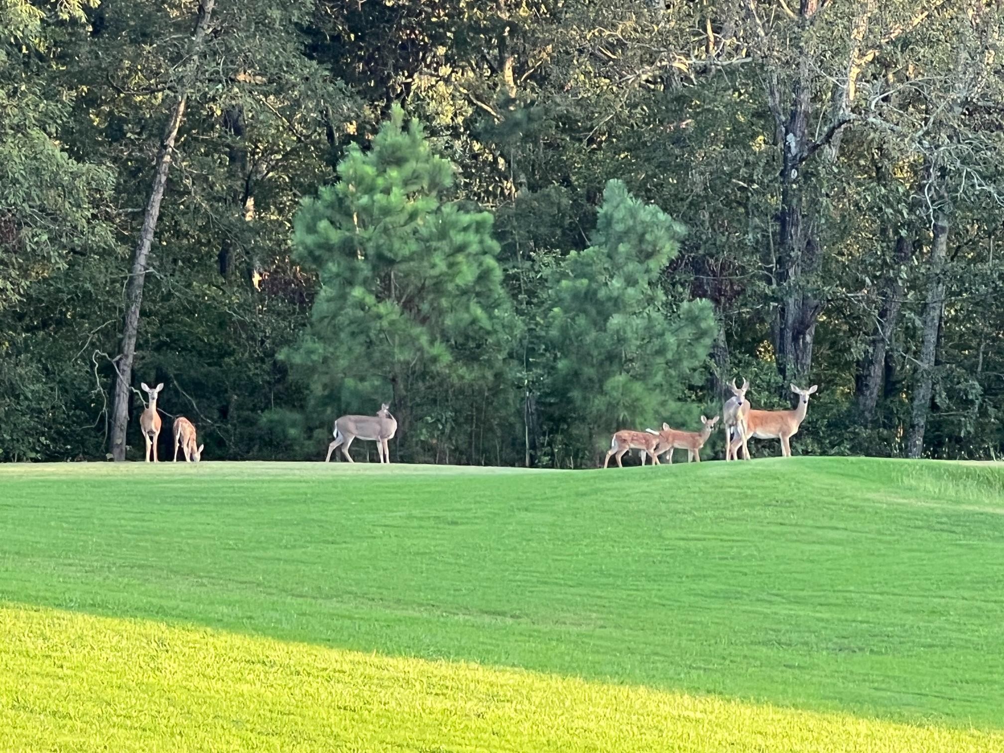 900 Olde Tennessee Trail Springville, TN 38256 - Photo 15 of 36 a view of a house with a yard