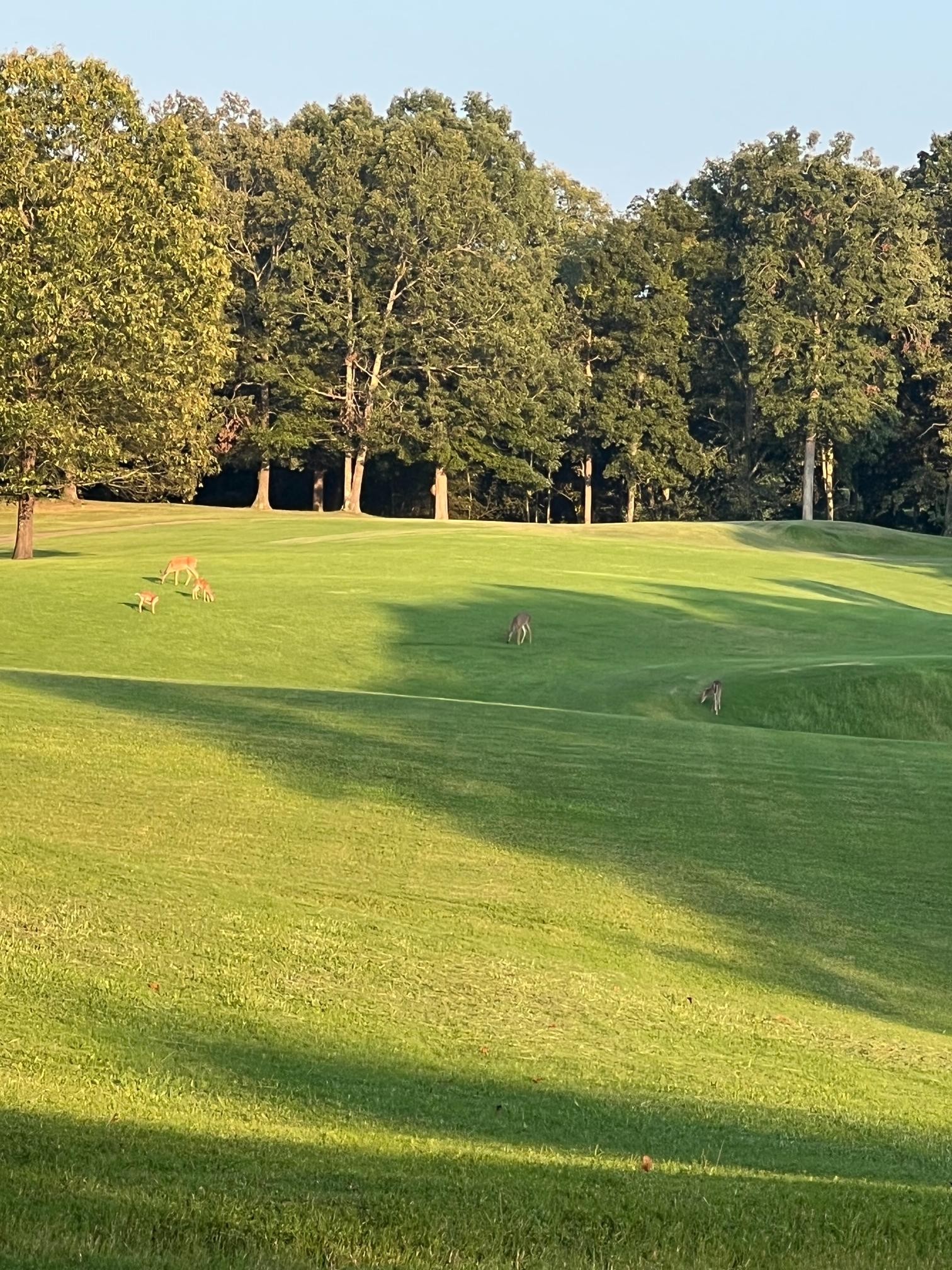 900 Olde Tennessee Trail Springville, TN 38256 - Photo 35 of 36 a view of a swimming pool and a yard