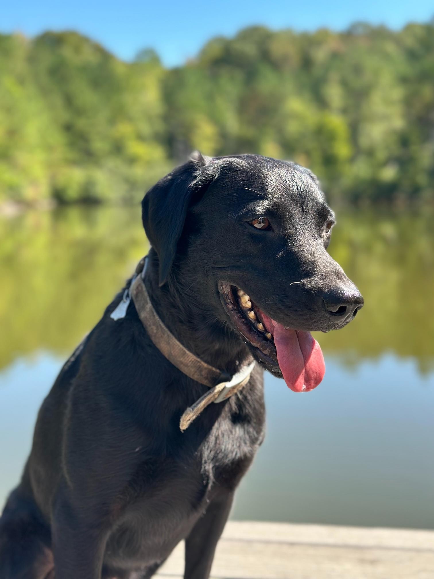 900 Olde Tennessee Trail Springville, TN 38256 - Photo 36 of 36 a view of a lake