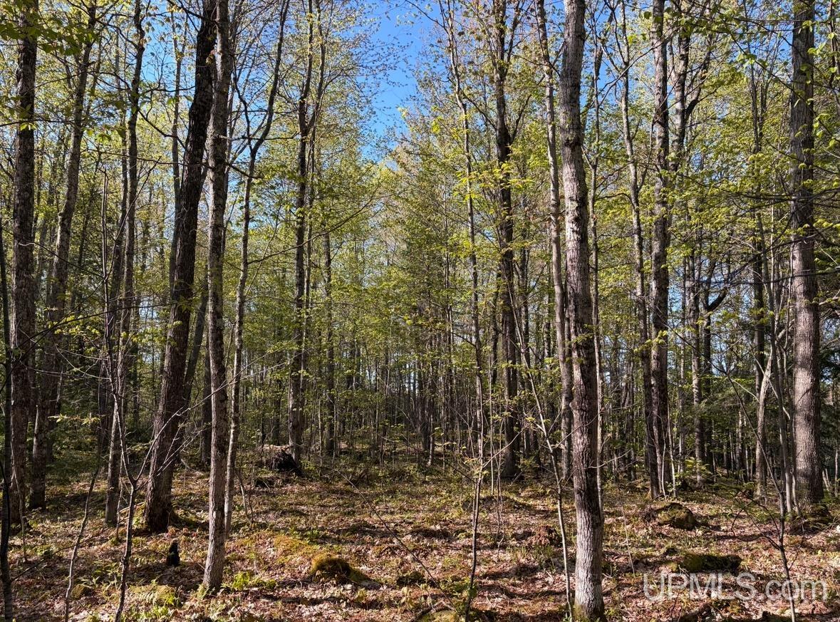 94-acres Peter White Road Deerton, MI 49822 - Photo 10 of 24