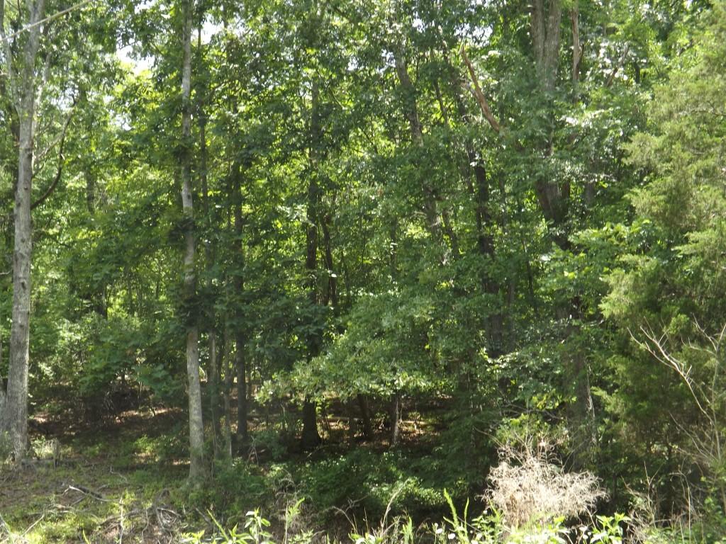 0 Torbett Road, Unit 8 AC Spring City, TN 37381 - Photo 4 of 30 DSCF4547 (Medium)