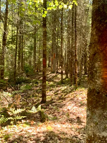 $179,000 | X Bechard Lane, Perry, ME 04667