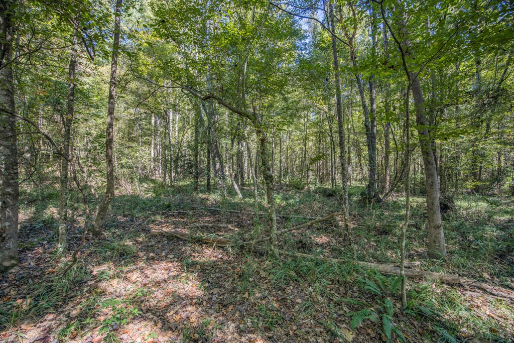 3183 Applewhite Road McCall Creek, MS 39647 - Photo 16 of 25 Photo 16