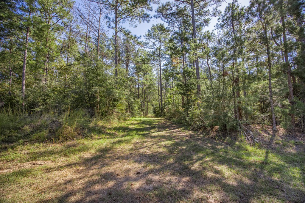 3183 Applewhite Road McCall Creek, MS 39647 - Photo 3 of 25 Photo 3