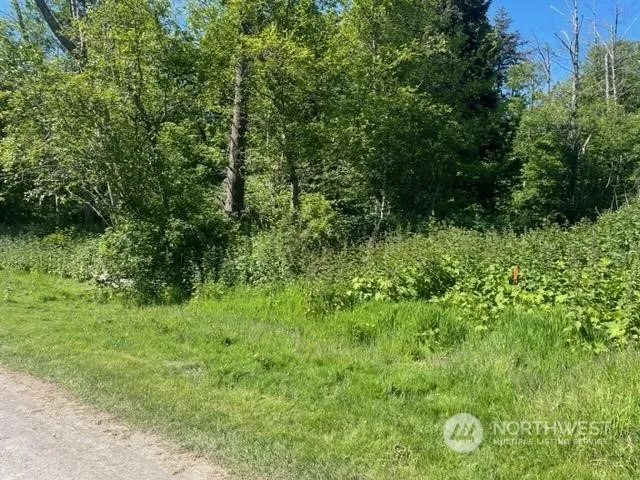 a view of a lush green forest
