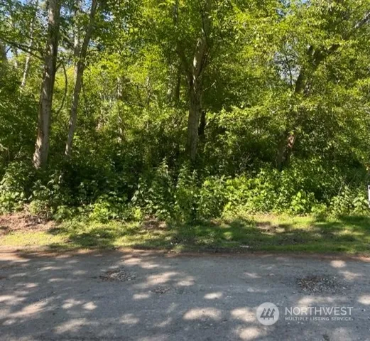 a view of a yard with plants and large trees