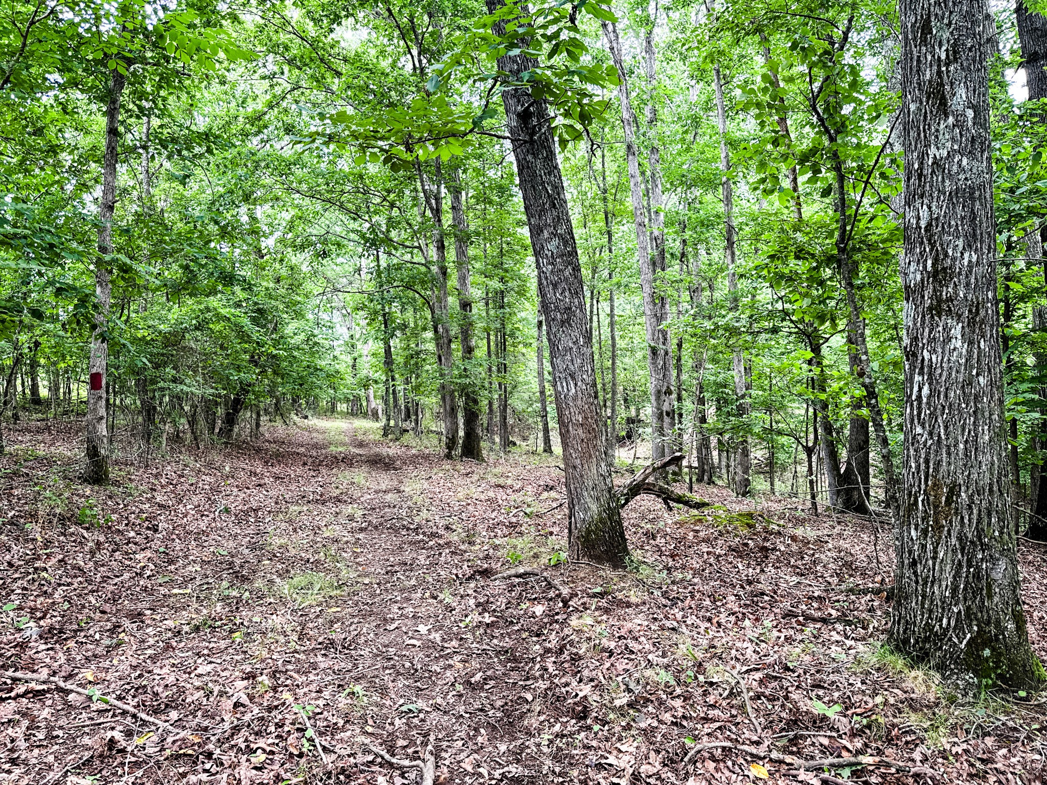 1198 David Patterson Road Lutts, TN 38471 - Photo 62 of 82 a backyard of a house with lots of green space