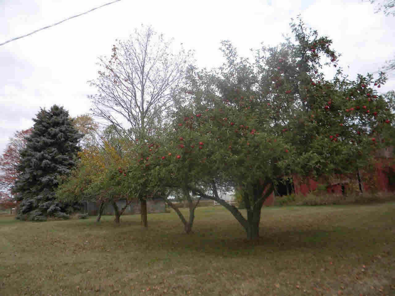 3758 North Baldwin Road Owosso, MI 48867 - Photo 80 of 89 21379476-79.JPG
