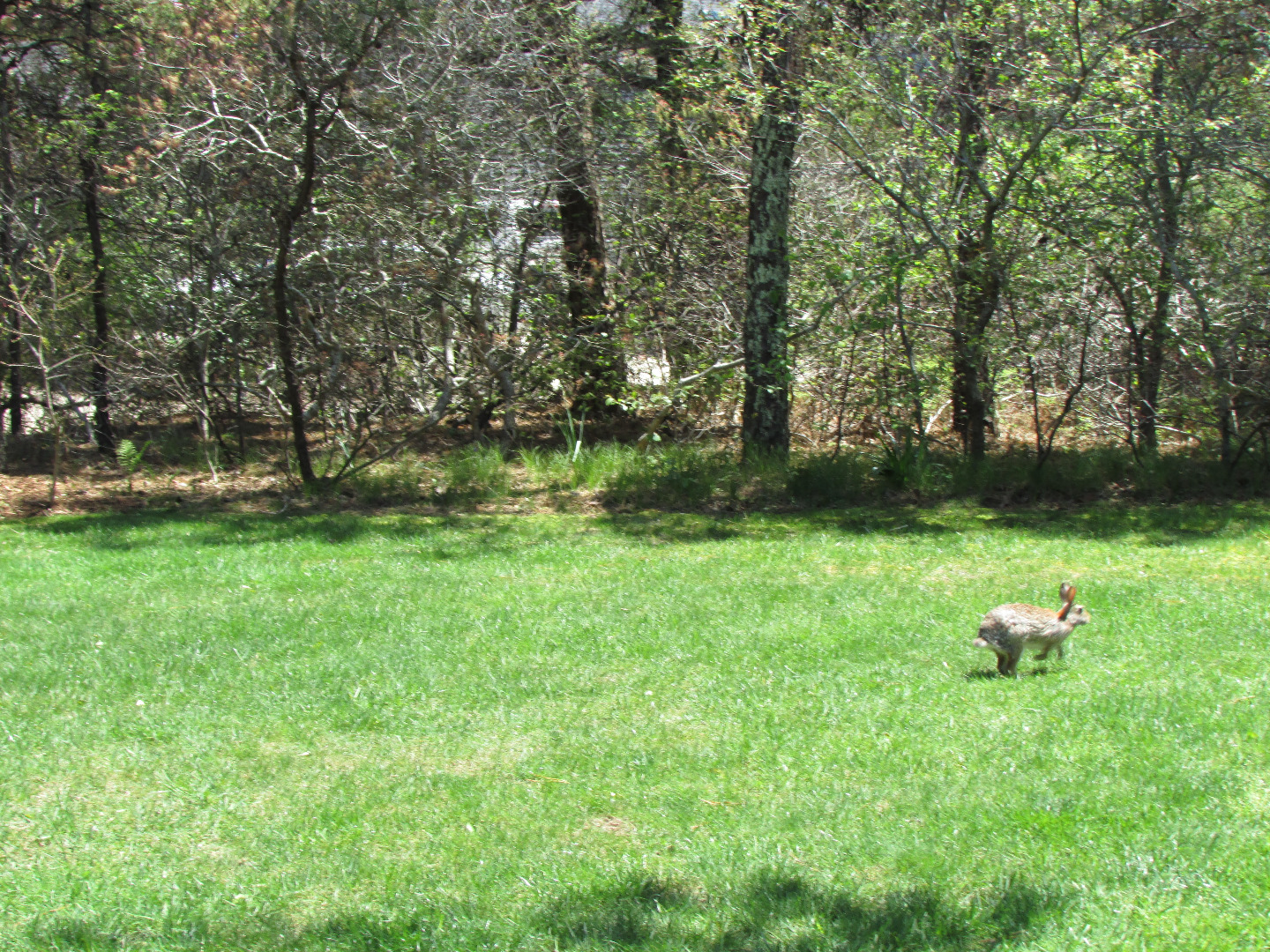 16 B Pine Tree Road Nantucket, MA 02554 - Photo 1 of 2 Gallery Image 1