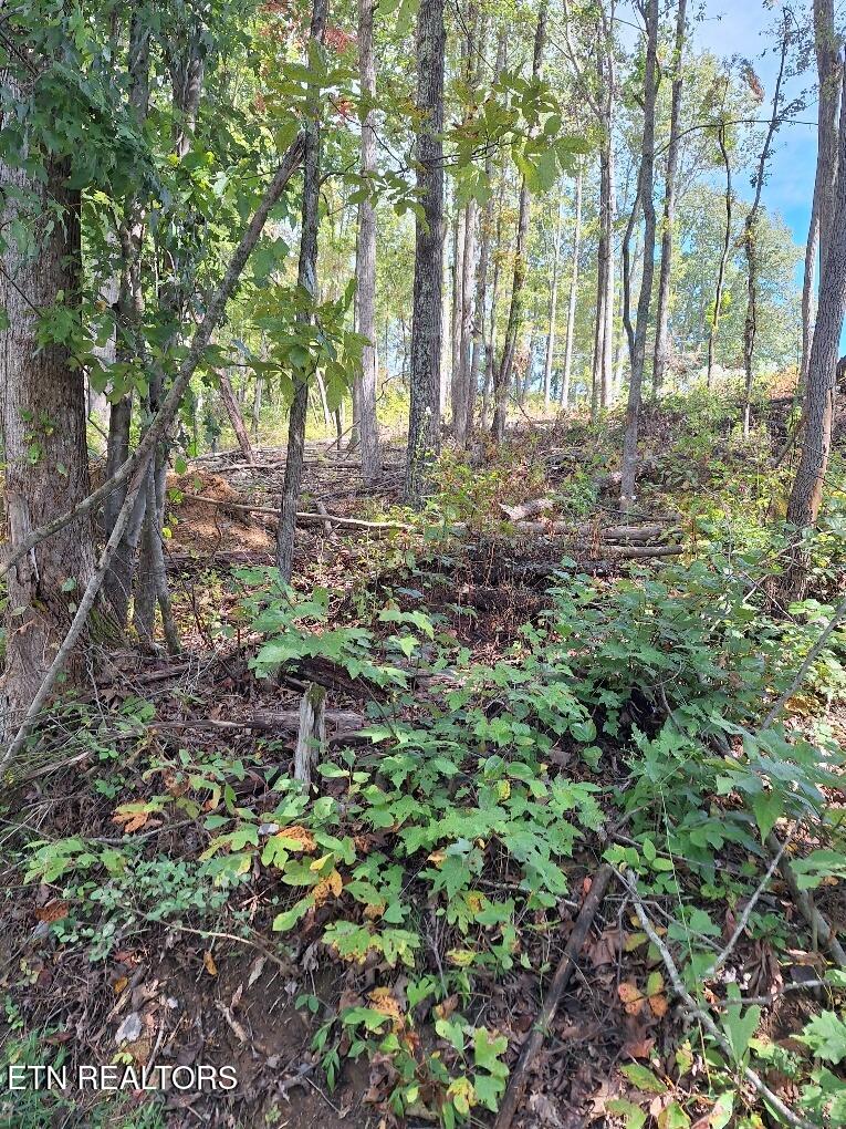 Old Cave Springs Road Tazewell, TN 37879 - Photo 3 of 4 20250926_135815_resized