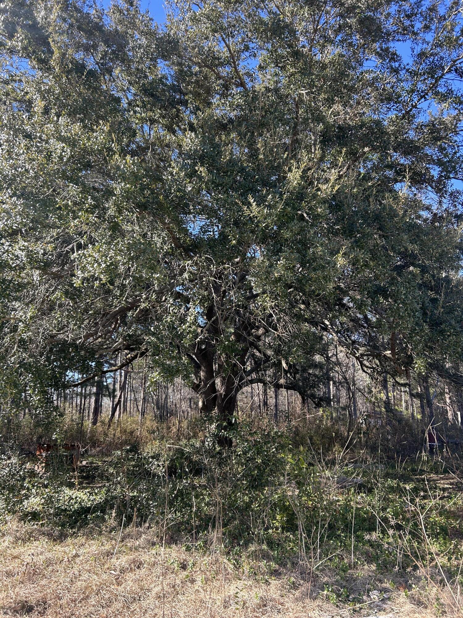 1381 County Rd S-45-455 Kingstree, SC 29556 - Photo 17 of 17 IMG_6244
