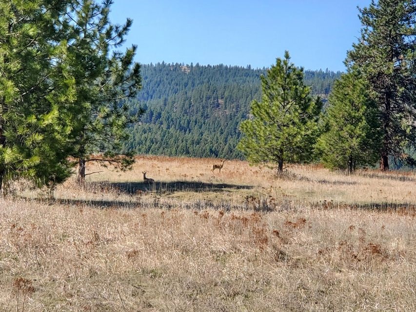 970 Kitt-Narcisse Road Colville, WA 99114 - Photo 1 of 20