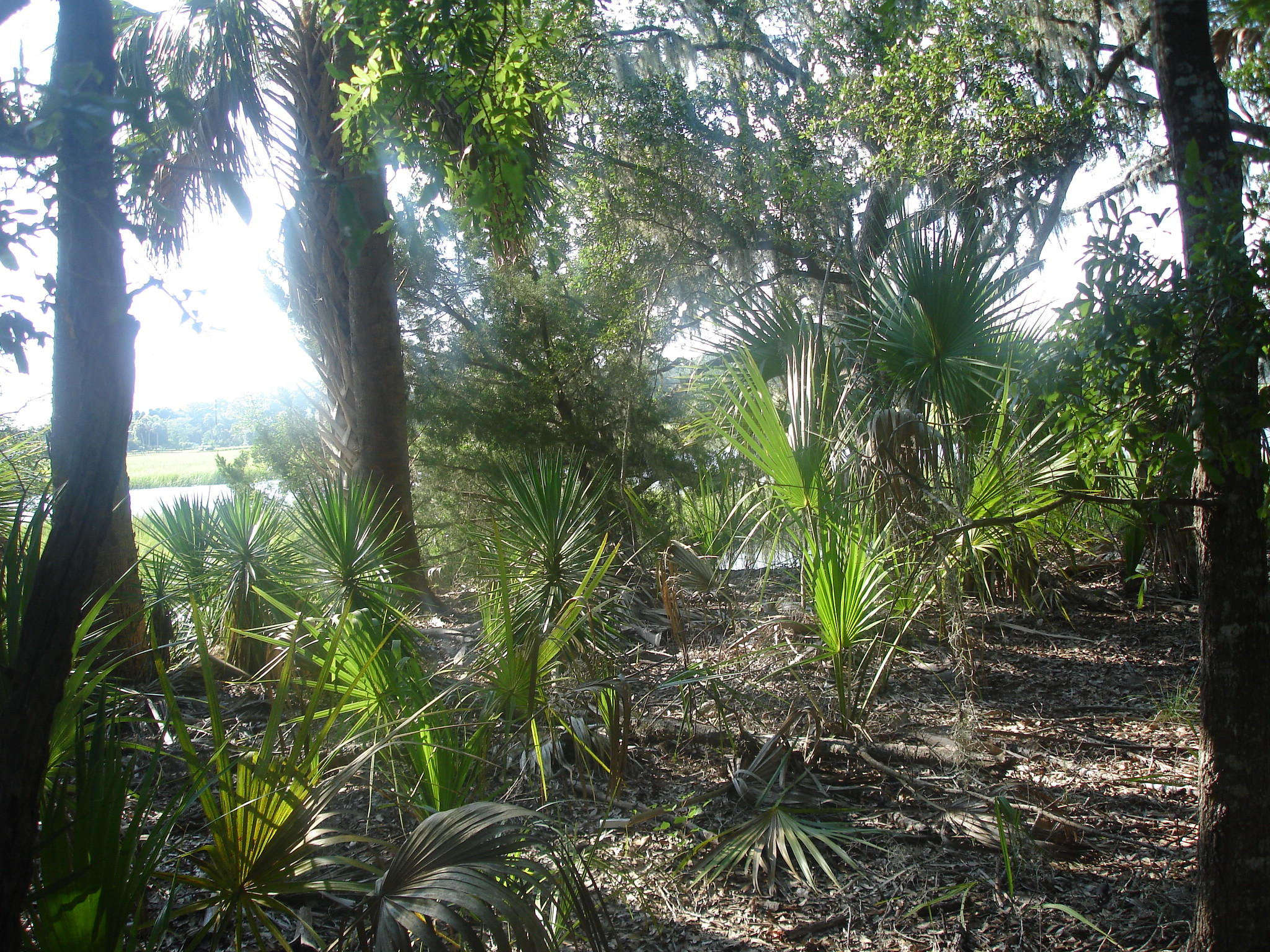 8262 Palmetto Road Edisto Island, SC 29438 - Photo 11 of 25 Palmetto Rd deep water (12)