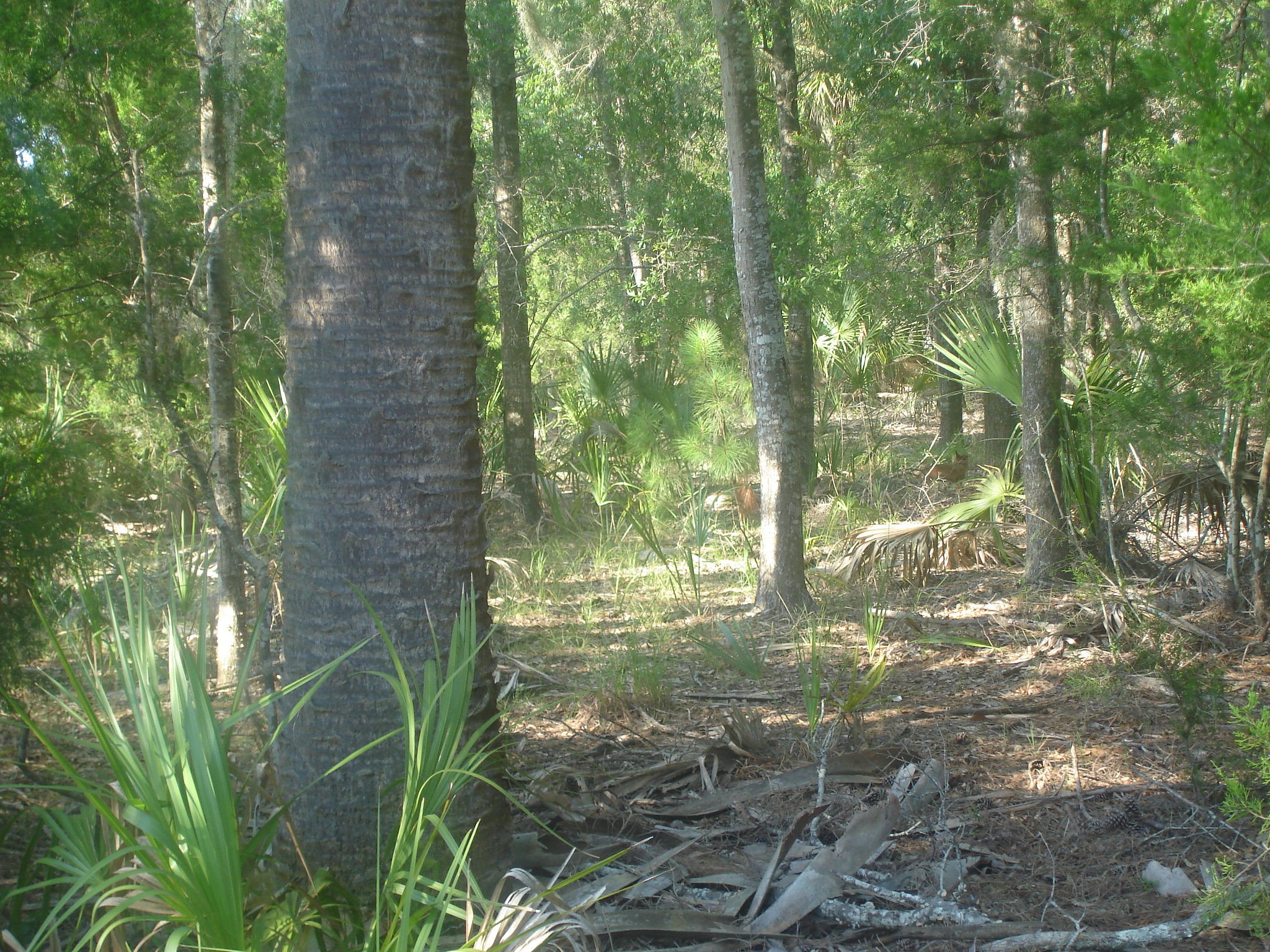 8262 Palmetto Road Edisto Island, SC 29438 - Photo 12 of 25 Palmetto Rd deep water (10)