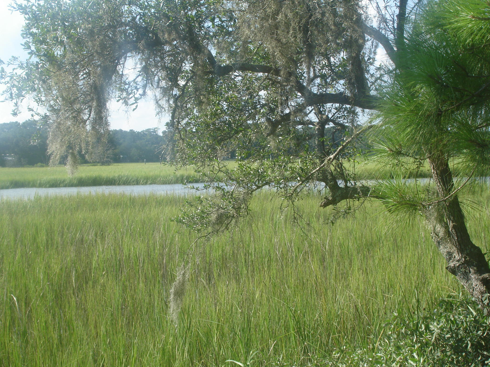 8262 Palmetto Road Edisto Island, SC 29438 - Photo 15 of 25 Palmetto Rd deep water (7)