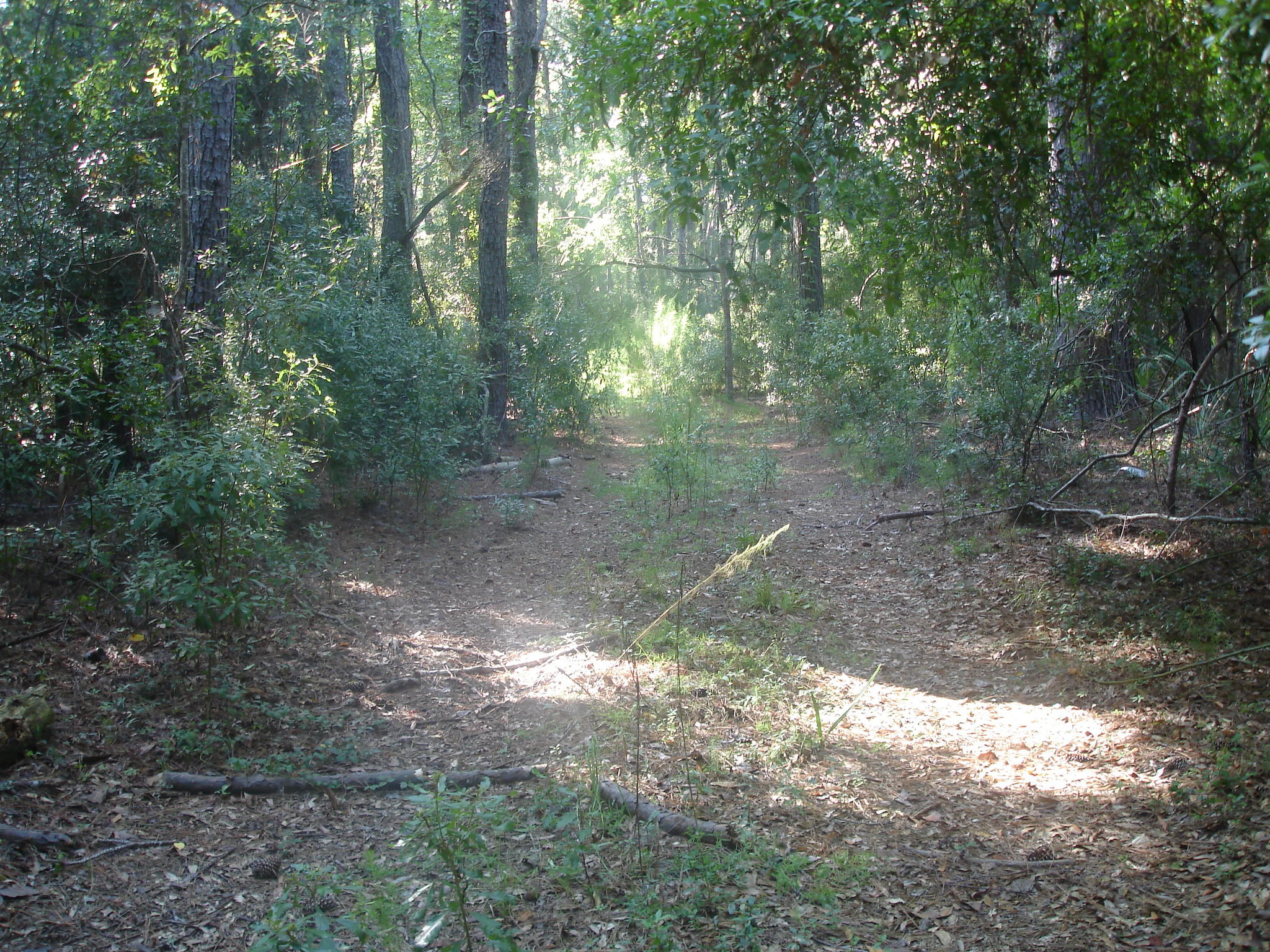 8262 Palmetto Road Edisto Island, SC 29438 - Photo 19 of 25 Palmetto Rd deep water (3)