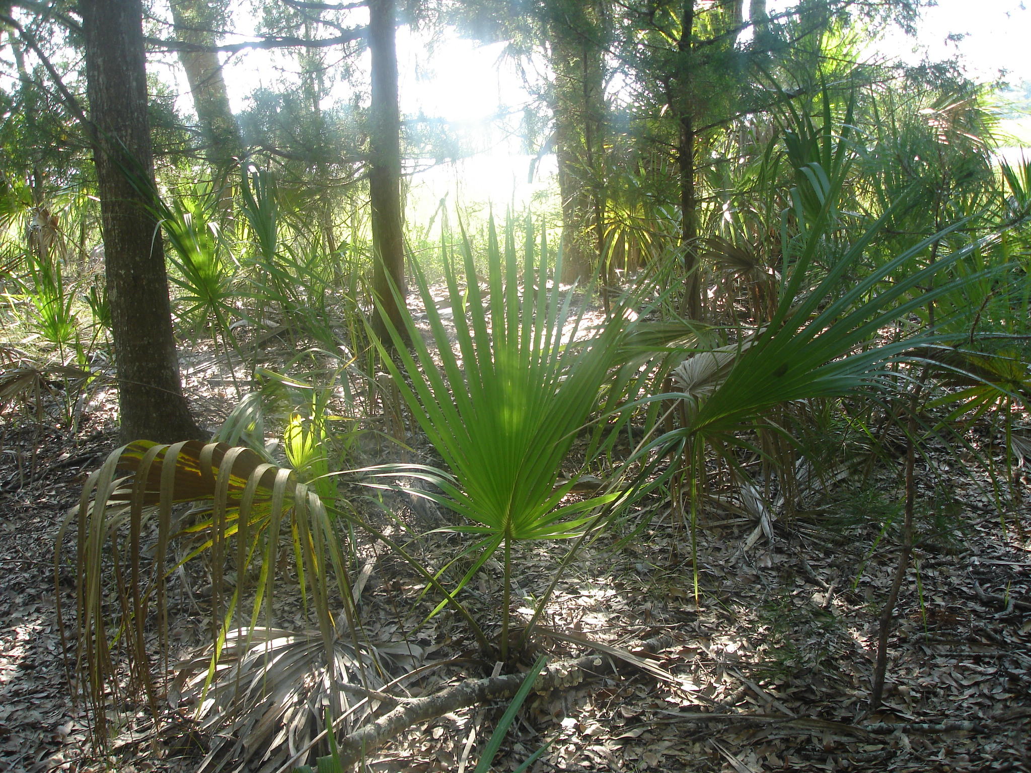 8262 Palmetto Road Edisto Island, SC 29438 - Photo 10 of 25 Palmetto Rd deep water (13)