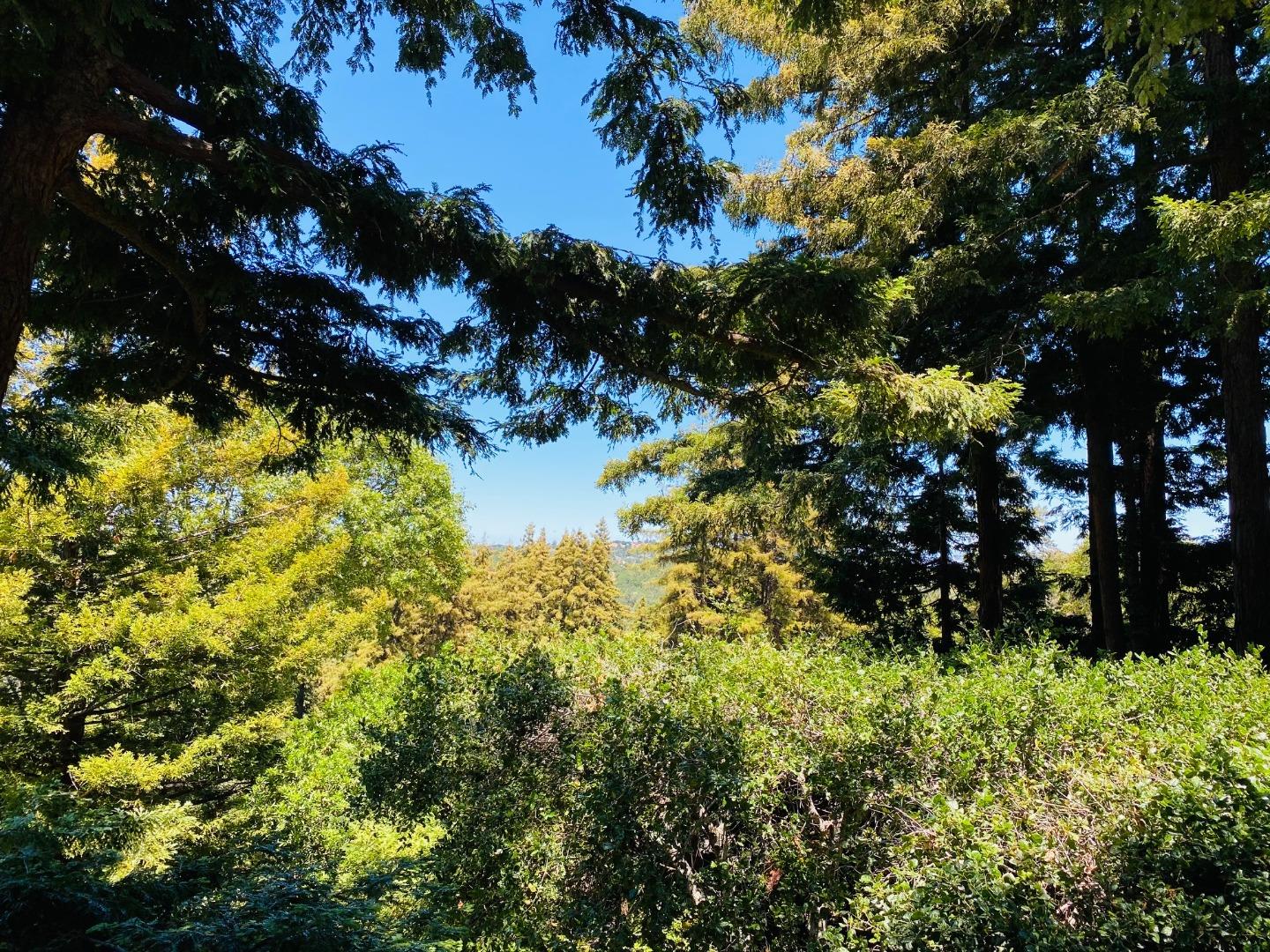 790 Patrol Road Woodside, CA 94062 - Photo 25 of 26 a view of a tree