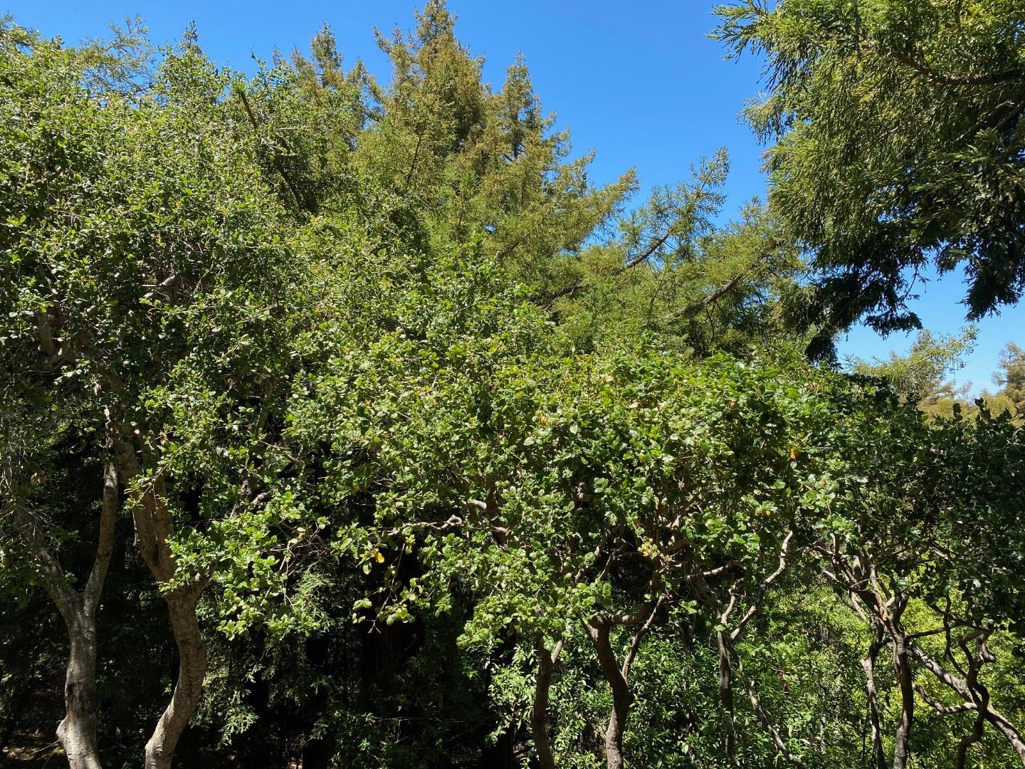790 Patrol Road Woodside, CA 94062 - Photo 26 of 26 a view of a lush green forest