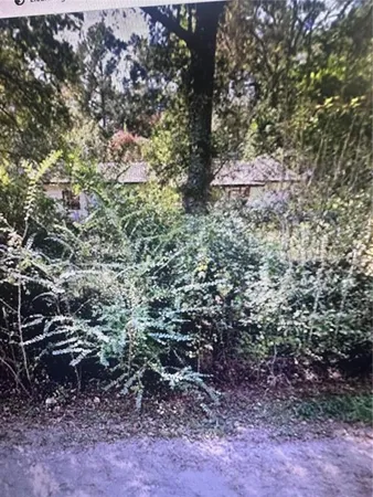 a view of a forest that has a tree