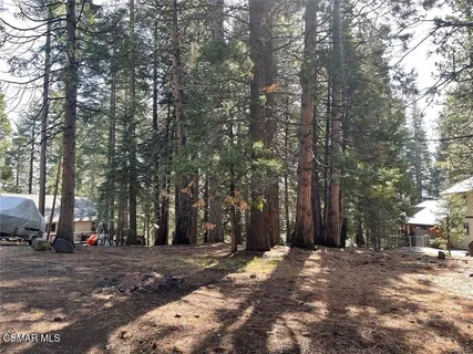 a view of a yard with plants and trees