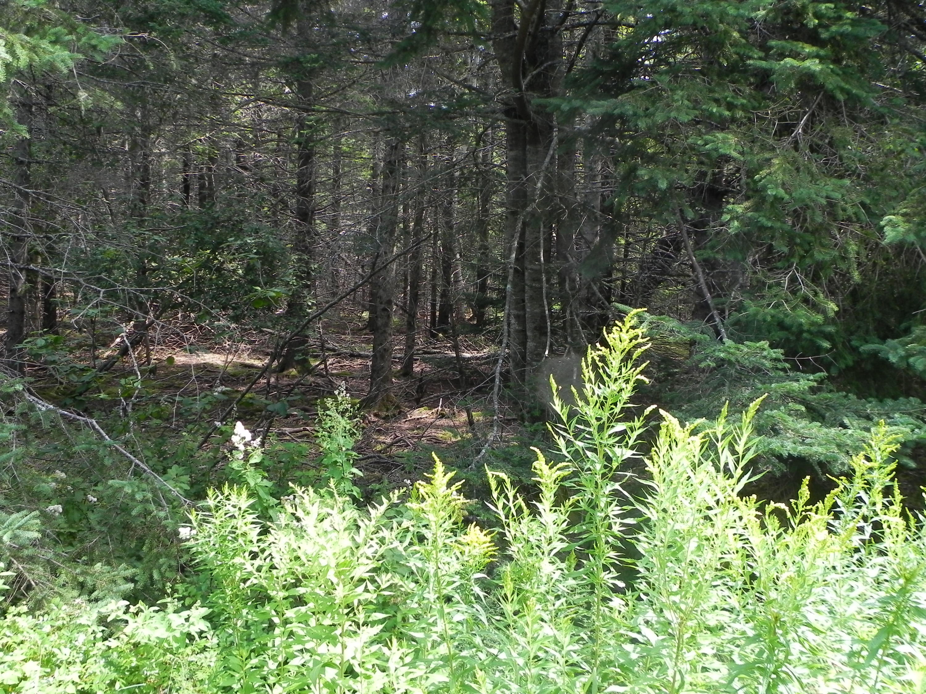 0 Lyons Road Lubec, ME 04652 - Photo 3 of 4 DSCN9659