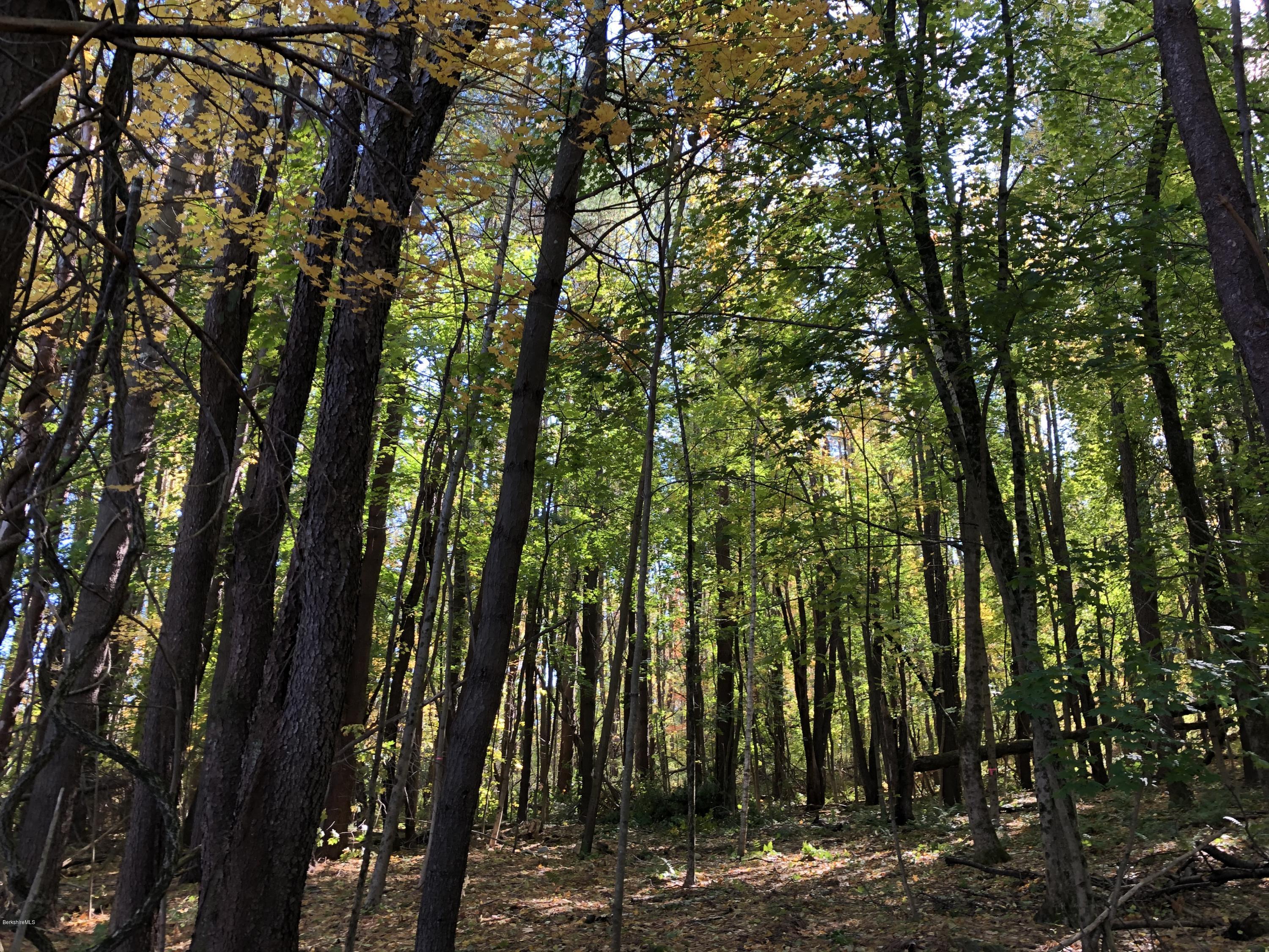 a view of forest