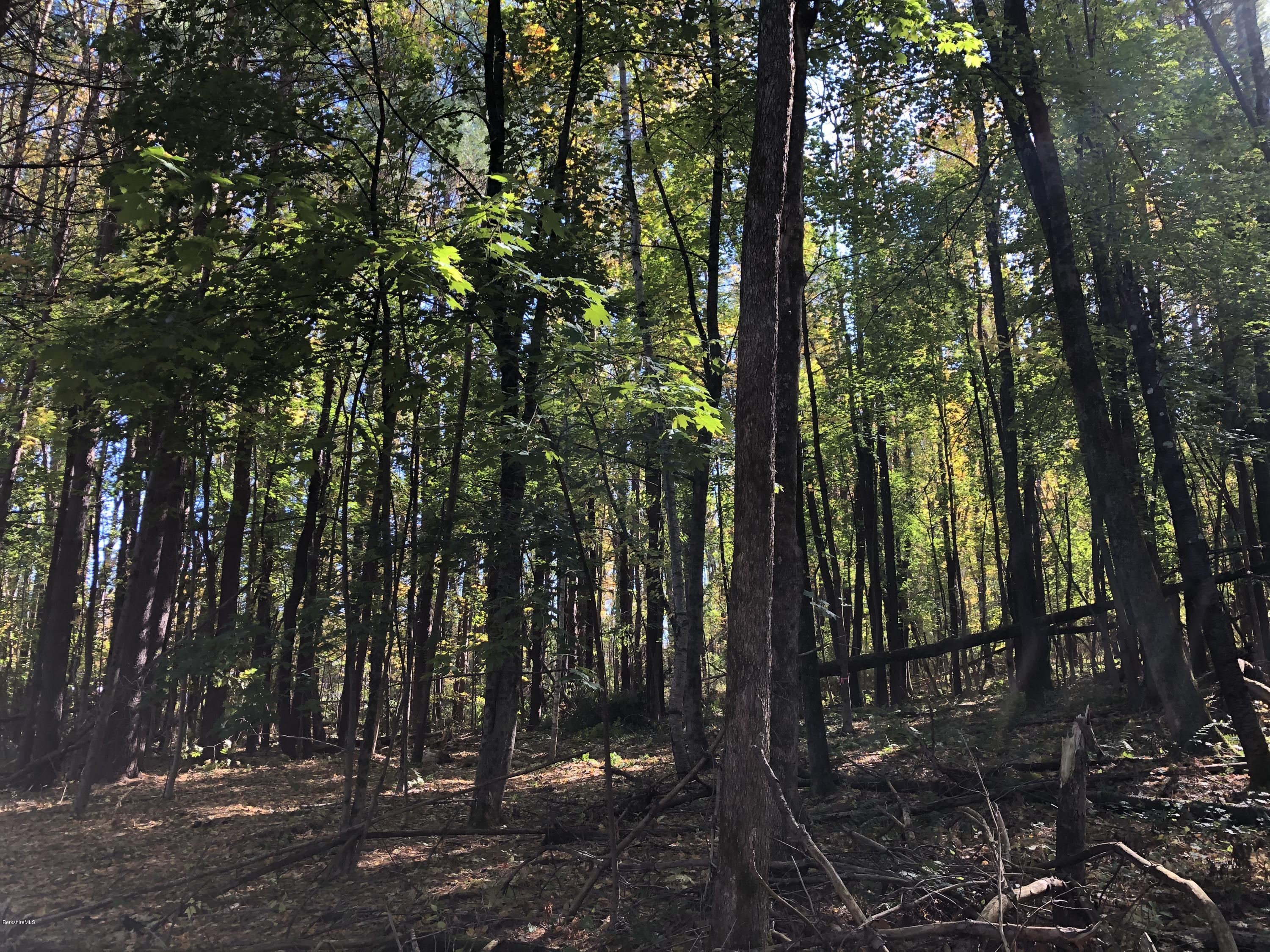 0 Devon Road Stockbridge, MA 01262 - Photo 3 of 10 a view of forest
