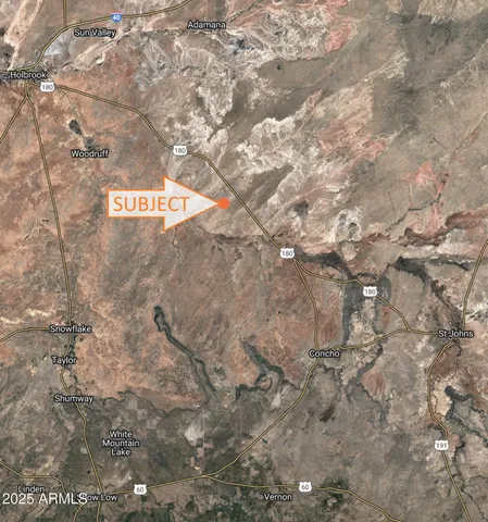 a close up of a tree