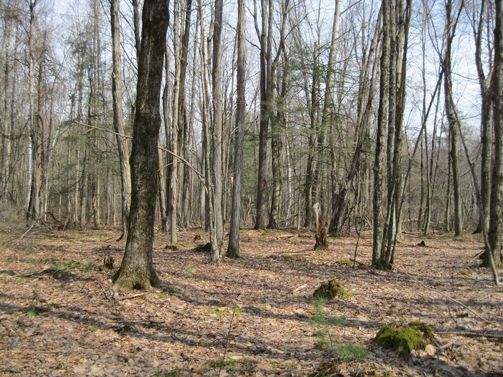a view of outdoor space with trees