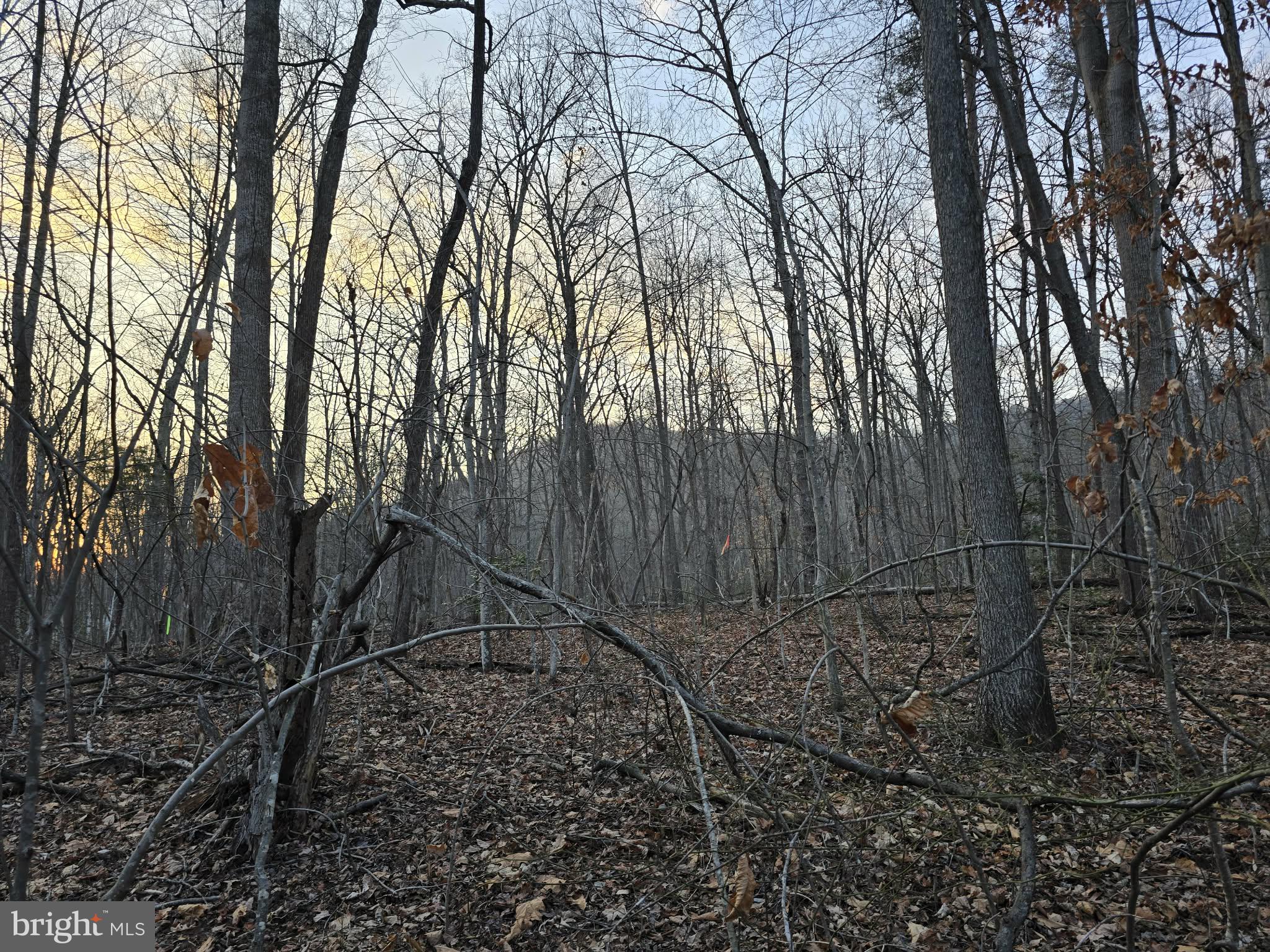 Tm# 42-5 Tm Road Culpeper, VA 22701 - Photo 6 of 14 a backyard of a house with lots of green space
