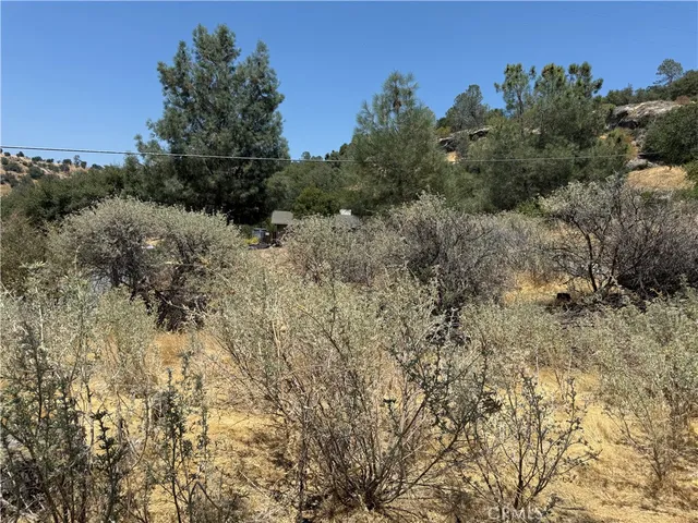 a view of yard with trees