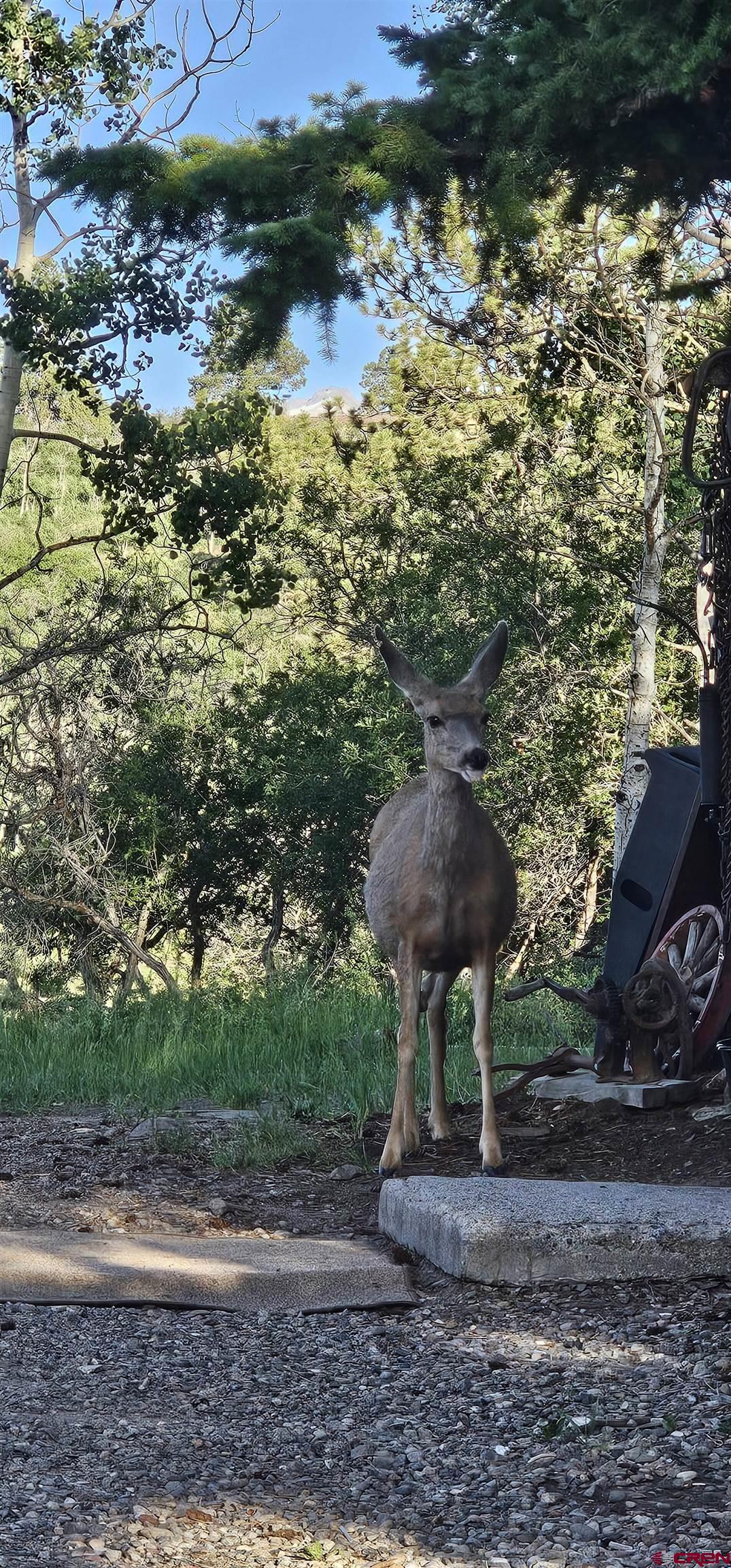 135 Aspenglow Lane Ridgway, CO 81432 - Photo 18 of 19 a view of a garden with a tree