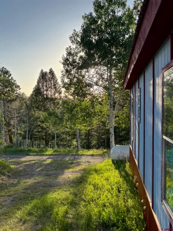 a view of a yard with plants and large trees