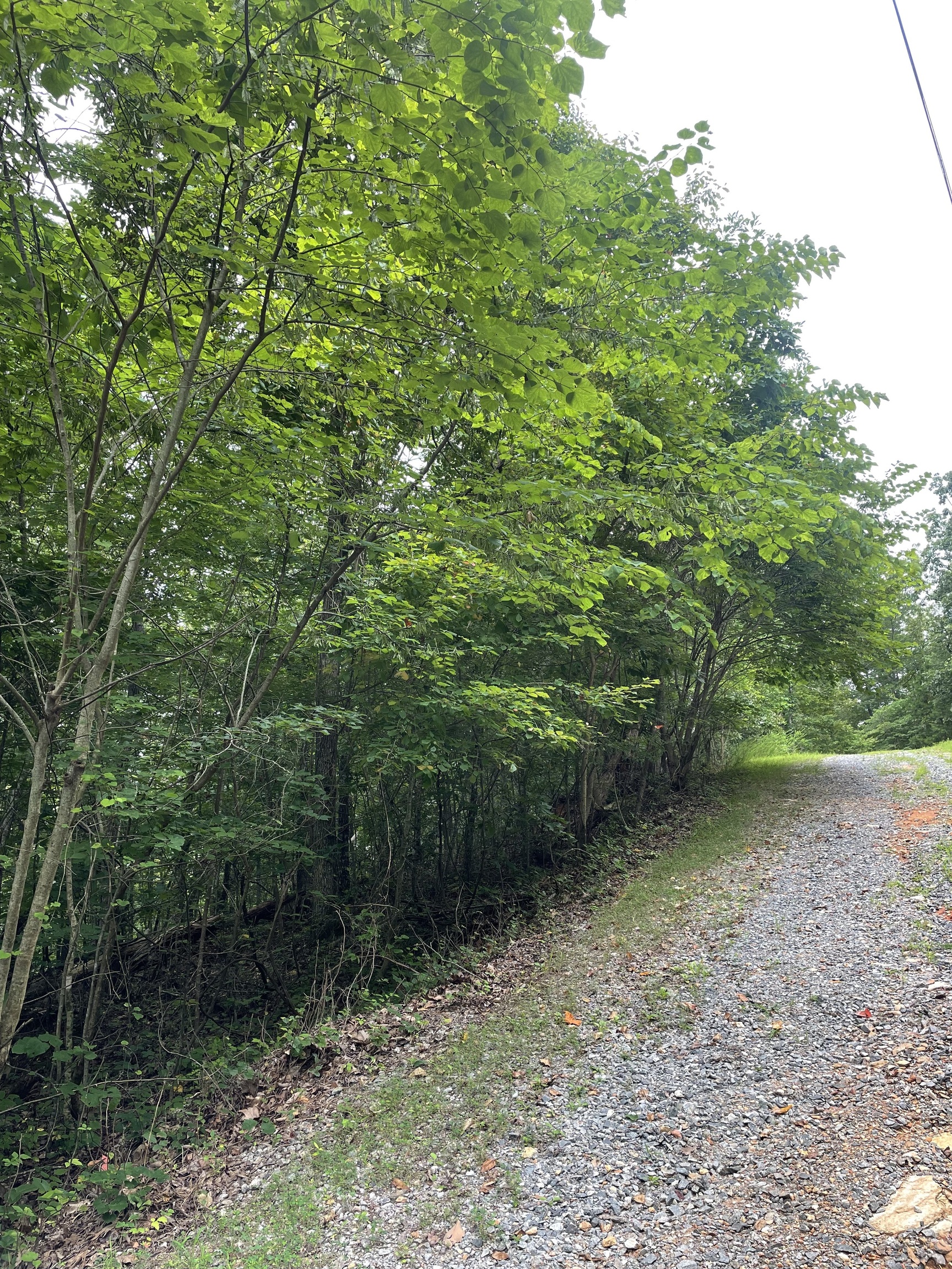 880 Echo Drive Northeast Ranger, GA 30734 - Photo 2 of 32 a backyard of a house with lots of green space