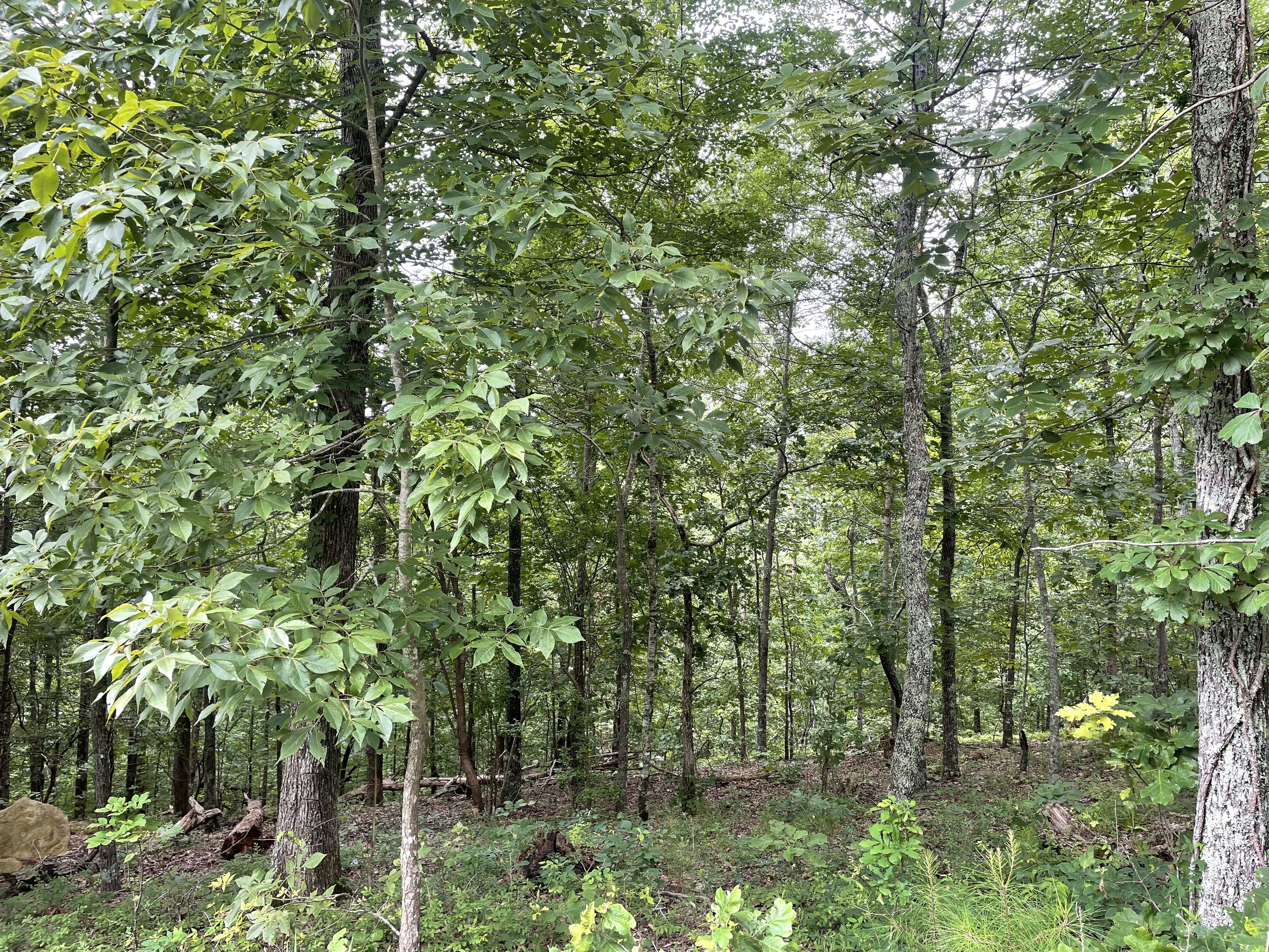880 Echo Drive Northeast Ranger, GA 30734 - Photo 3 of 32 a view of a forest