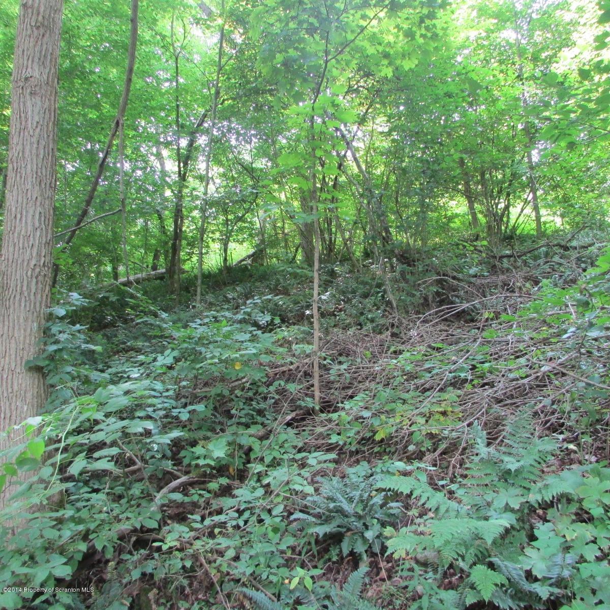 Creek Road Hop Bottom, PA 18824 - Photo 3 of 8 a view of a lush green forest