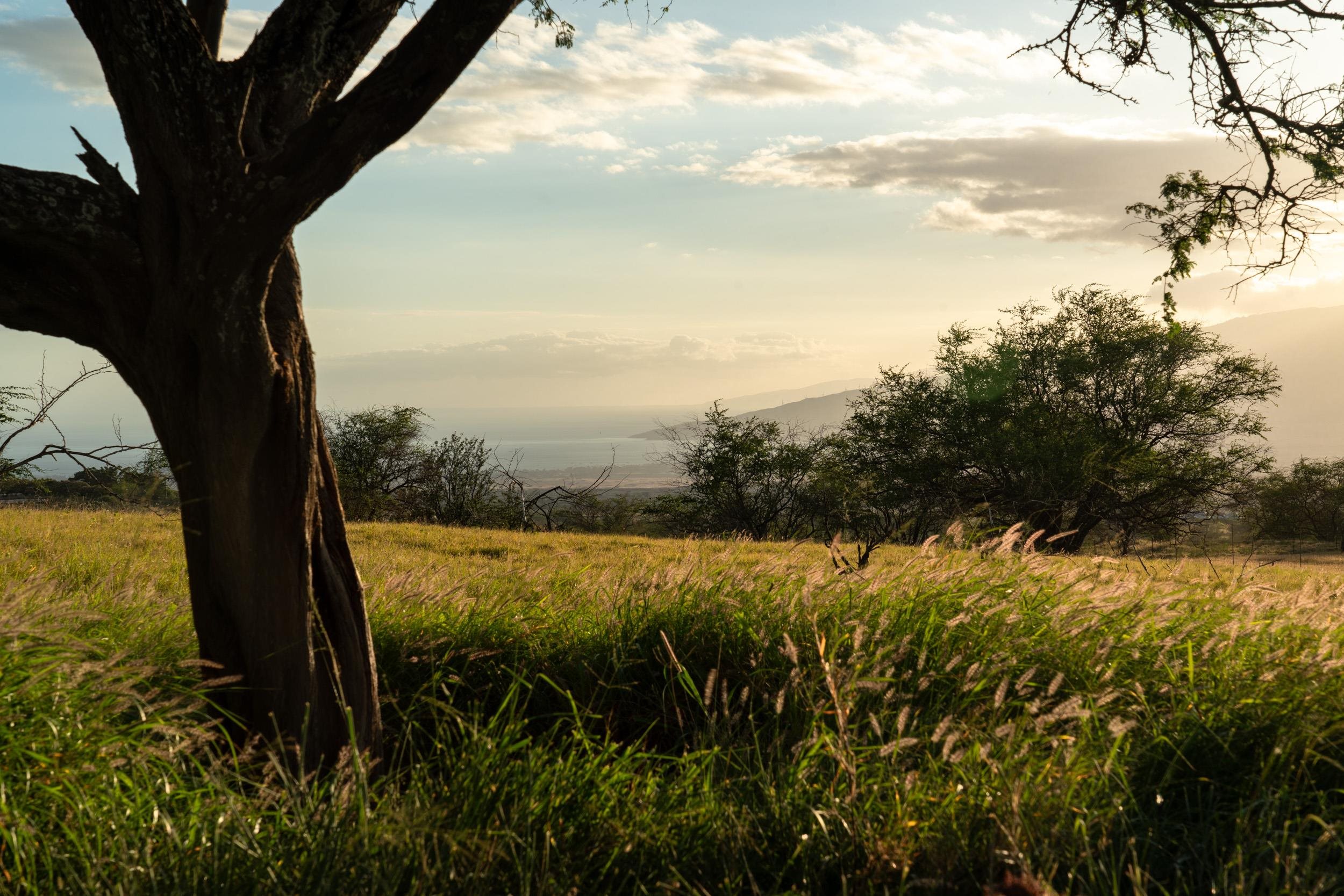 126 Hoomaikai Place Kula, HI 96790 - Photo 45 of 50 a view of a yard from a balcony