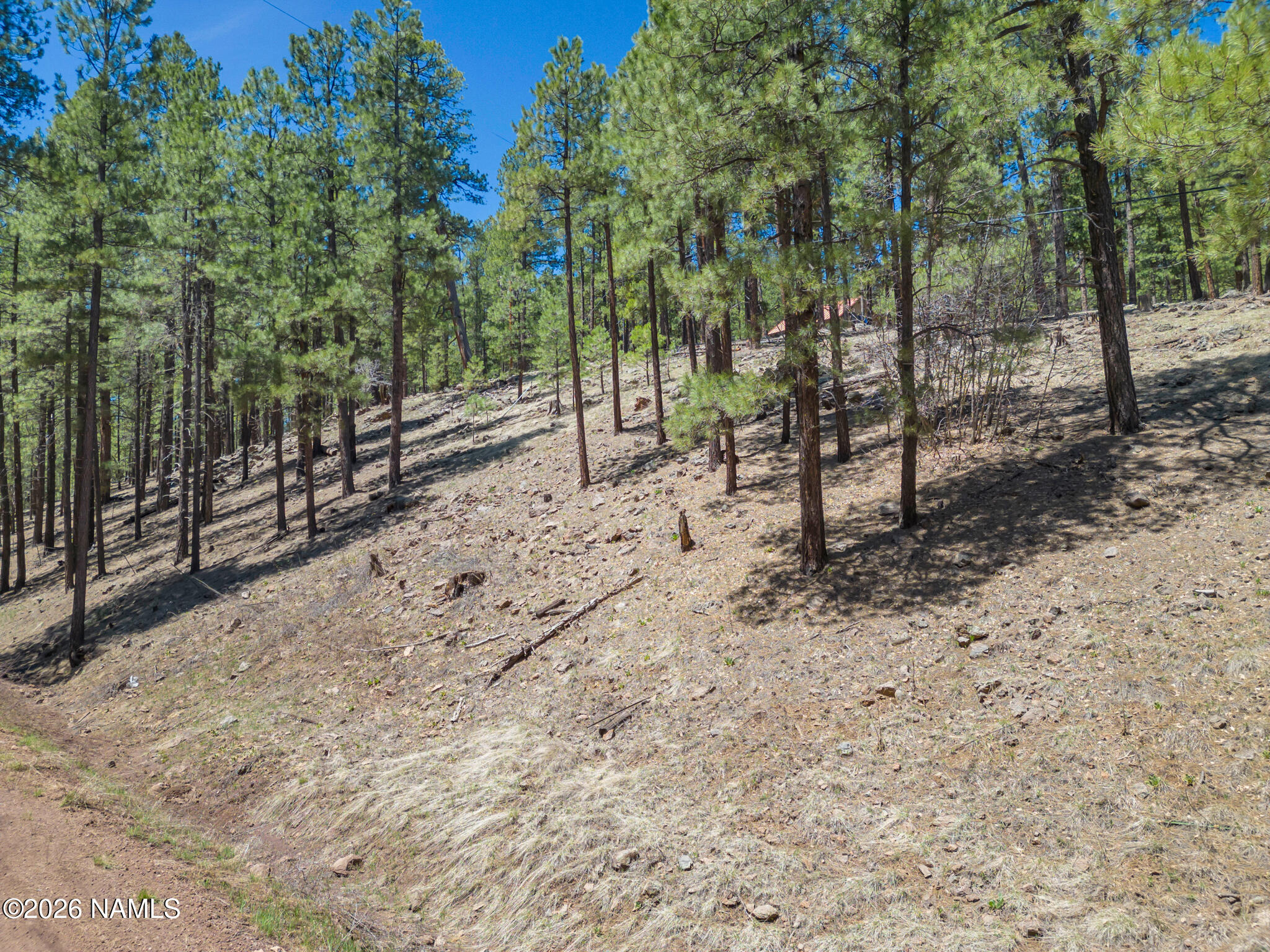 5216 Hidden Hollow Road Flagstaff, AZ 86001 - Photo 7 of 11 a view of a forest with trees in the background