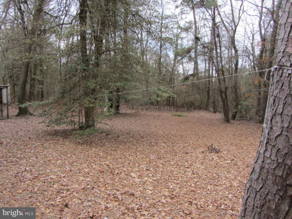 7980 Green Lewis Road Willards, MD 21874 - Photo 3 of 13