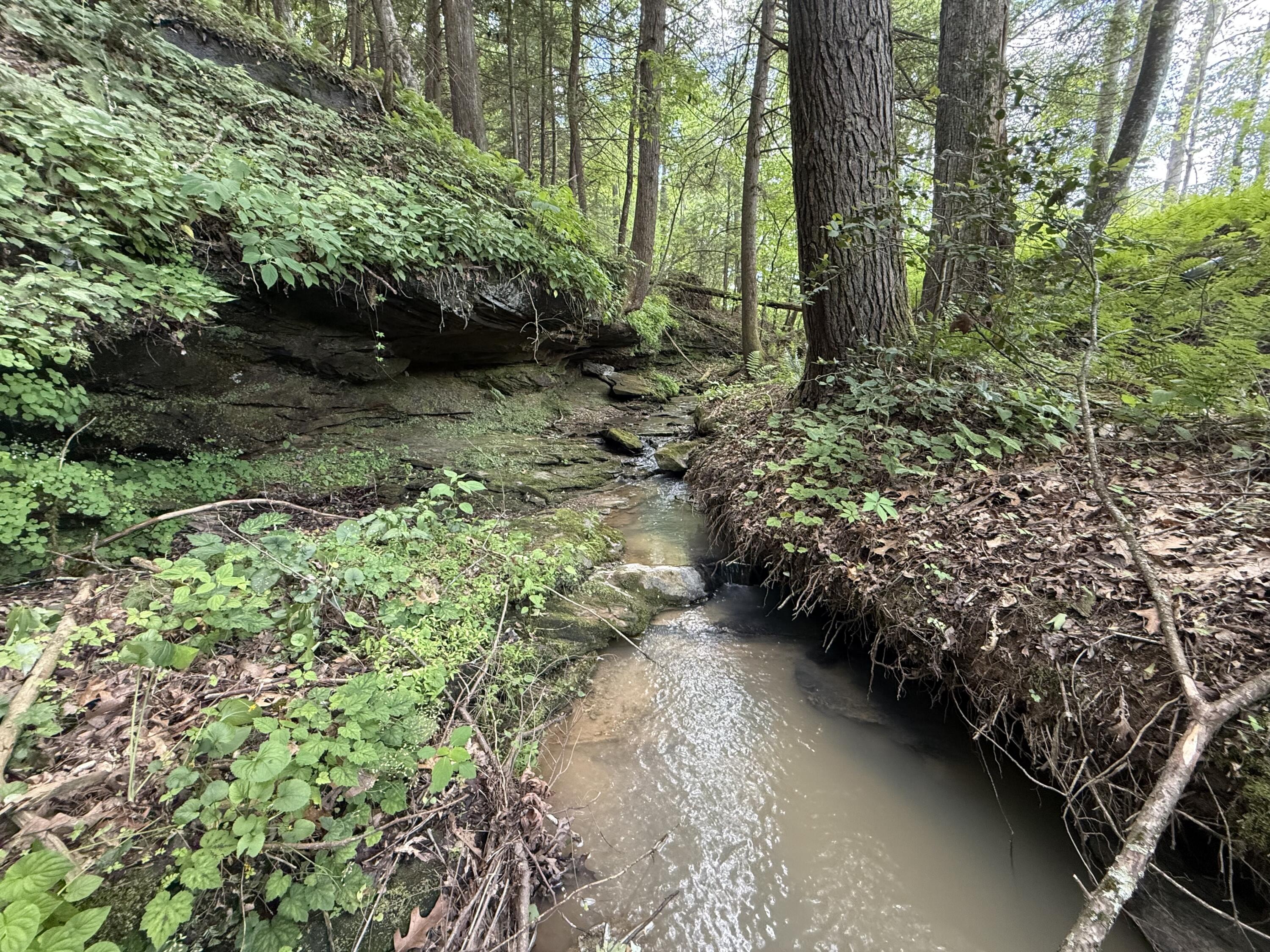 342 Dewey Banks Road Campton, KY 41301 - Photo 18 of 64 018 the small creek along the south boun