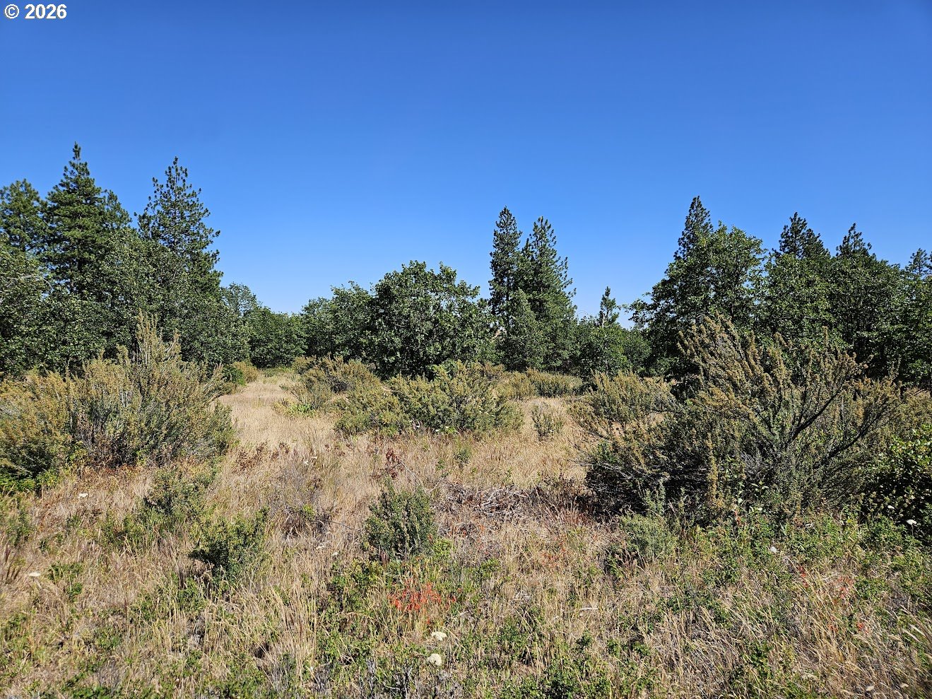 67 Timber Lane Roosevelt, WA 99356 - Photo 20 of 37 a view of a field of grass and trees