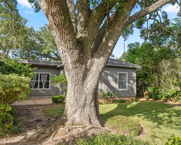 a view of a garden with a tree