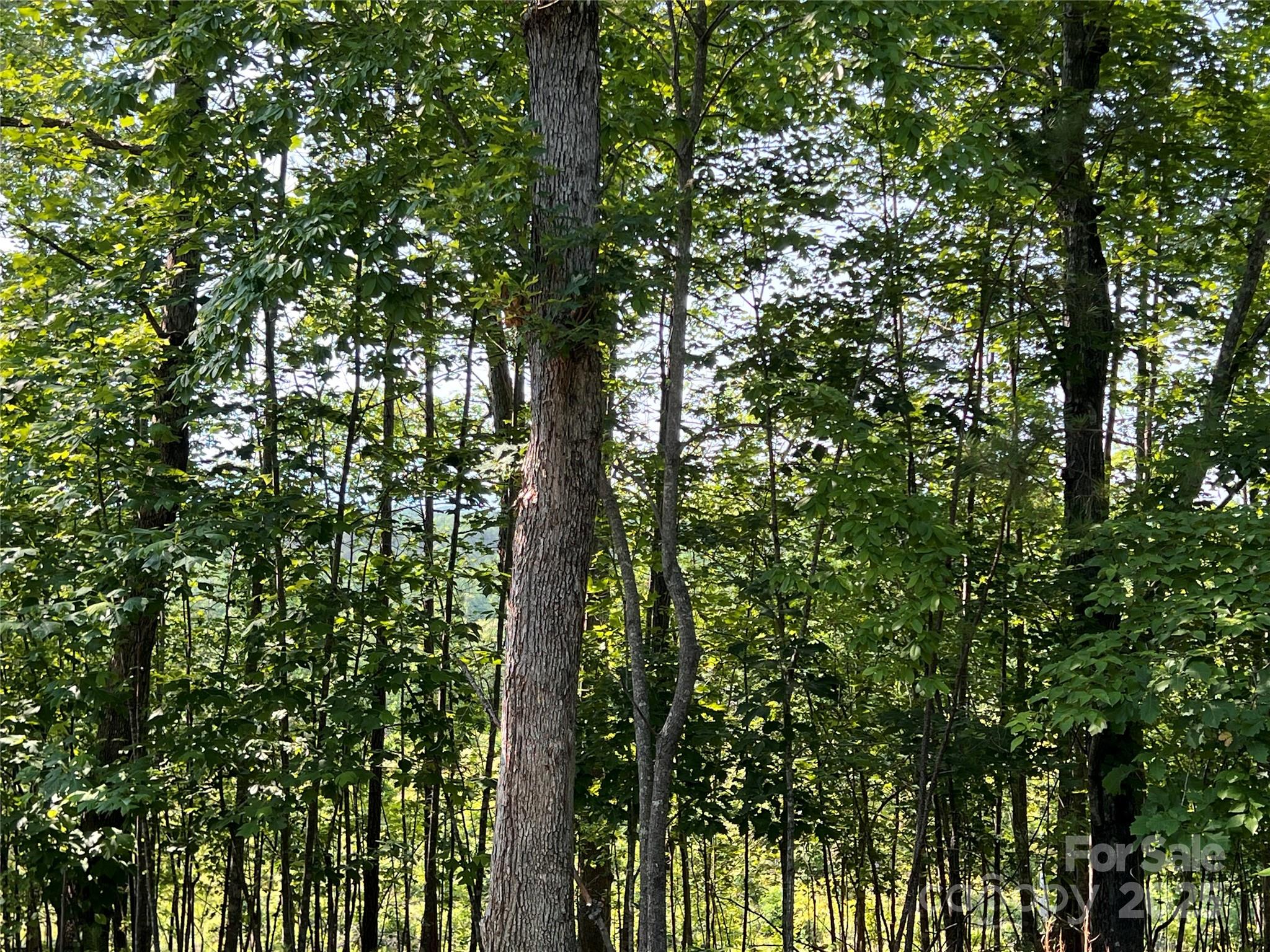1015 Cross Ridge Drive Rutherfordton, NC 28139 - Photo 11 of 19