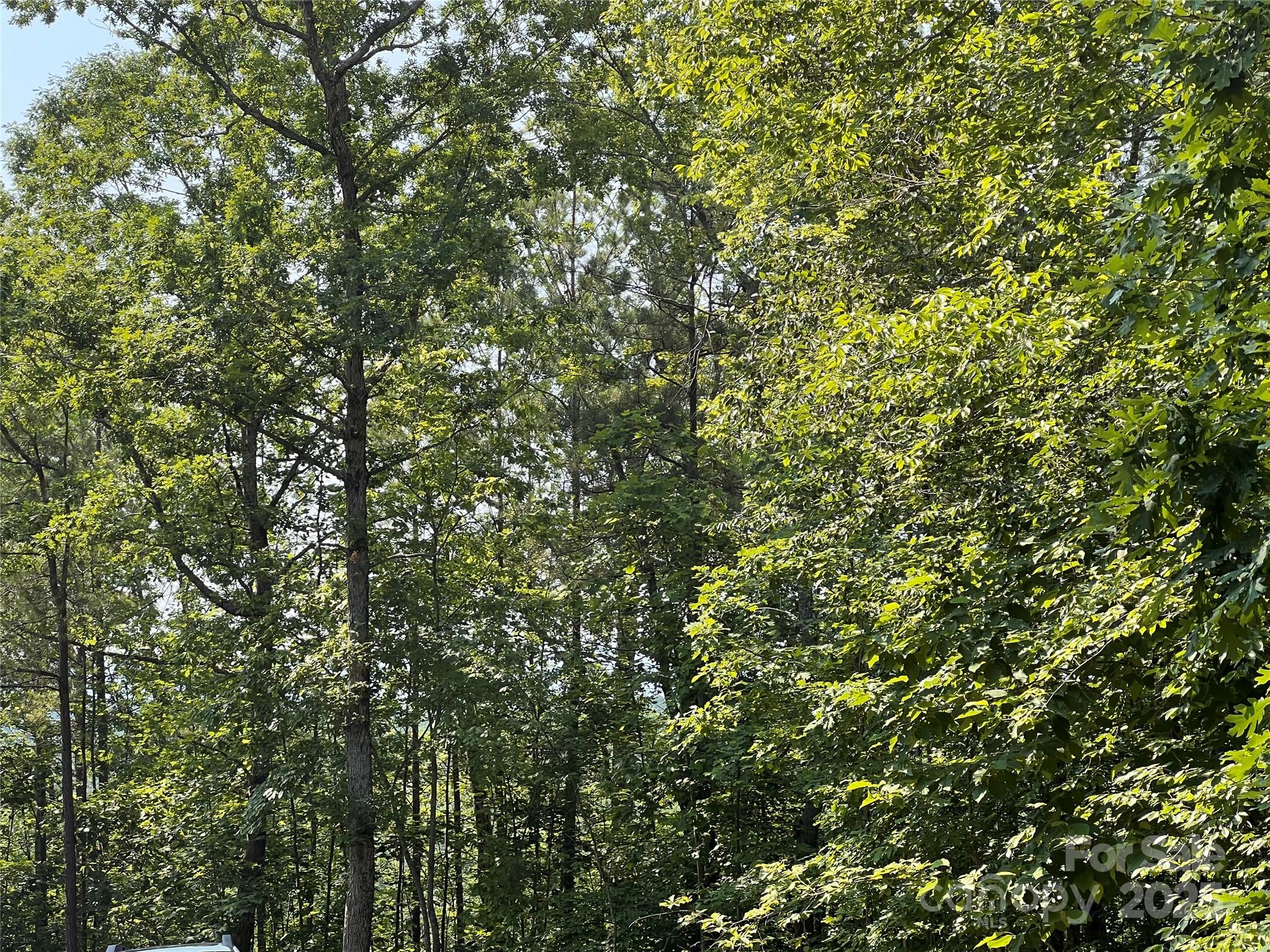 1015 Cross Ridge Drive Rutherfordton, NC 28139 - Photo 15 of 19 a view of a tree