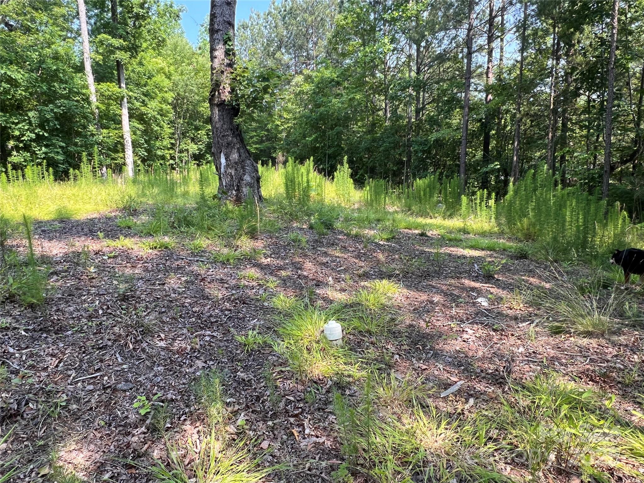 1015 Cross Ridge Drive Rutherfordton, NC 28139 - Photo 4 of 19 a view of a yard with plants and a tree