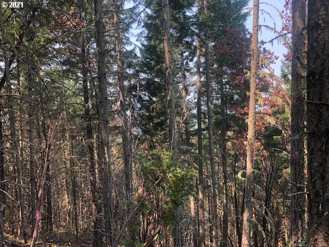 0 McNabb Creek Road Winston, OR 97496 - Photo 8 of 32 Gallery Image 8