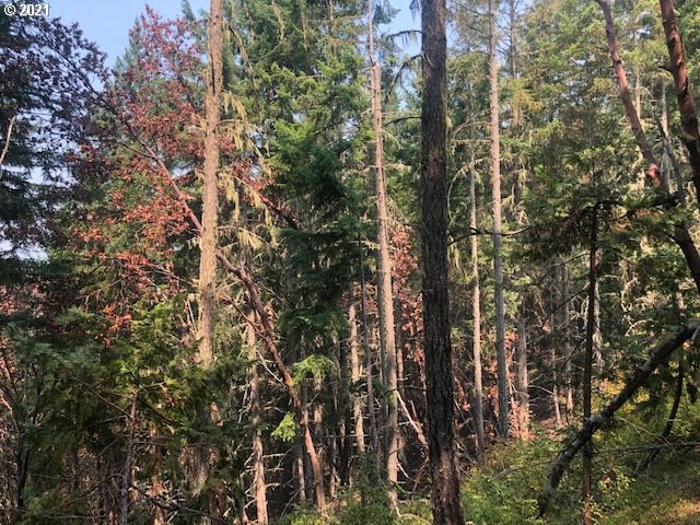 0 McNabb Creek Road Winston, OR 97496 - Photo 9 of 32 Gallery Image 9