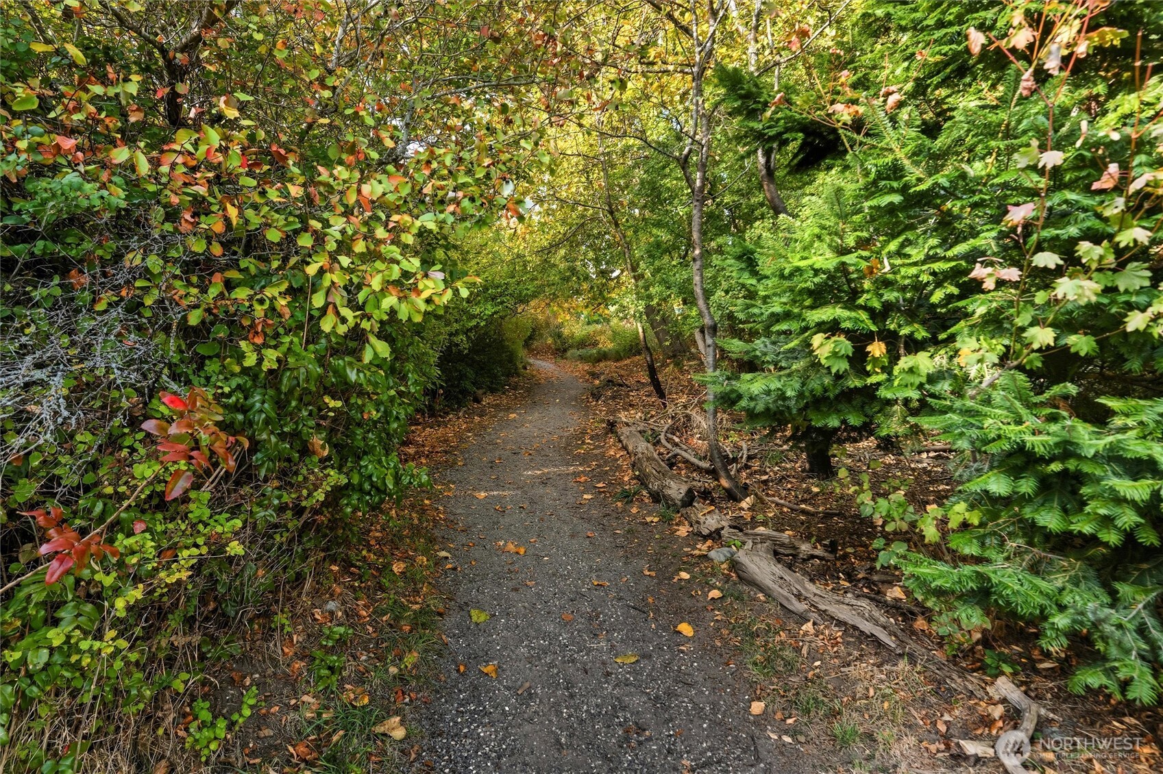 1131 16th Street Bellingham, WA 98225 - Photo 36 of 40 a view of a forest with a tree